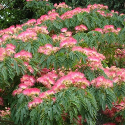 GÜLİBRİŞİM FİDANI - İPEK AĞACI (Albizia Julibrissin)