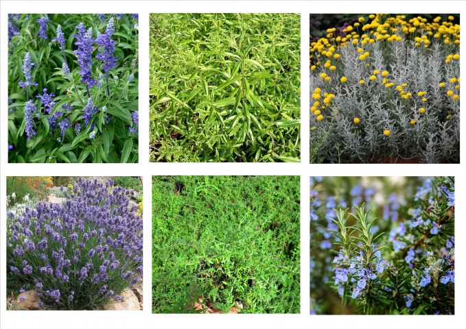 GÜZEL KOKULU BİTKİ SETİ 6 BİTKİ(Lavanta,Kekik,Biberiye,Melisa,Adaçayı,Lavantin)