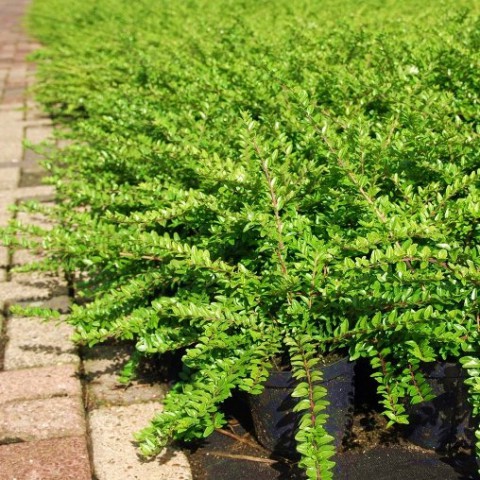 HANIMELİ ÇİT BİTKİSİ 5 ADET 'Lonicera Nitida'