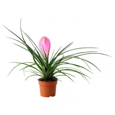 Hava Bitkisi (Tillandsia) Airplant  15-20 cm 2 Adet