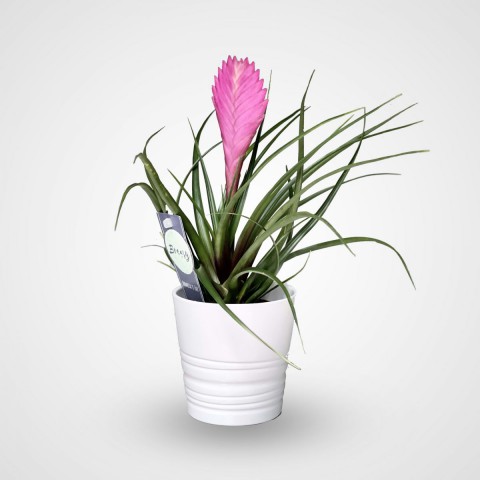 Hava Bitkisi (Tillandsia) Airplant