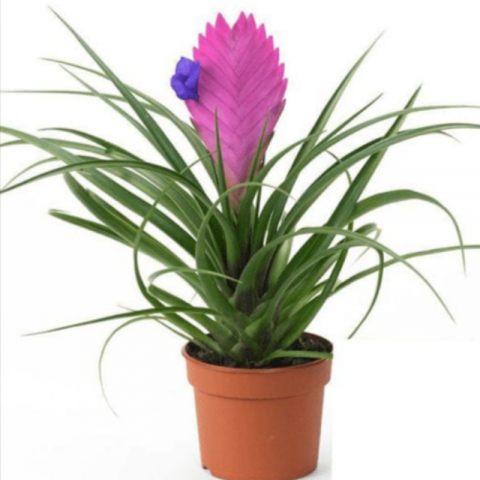 Hava Bitkisi (Tillandsia) Airplant