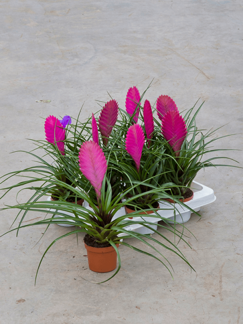 Hava Bitkisi (Tillandsia) Airplant