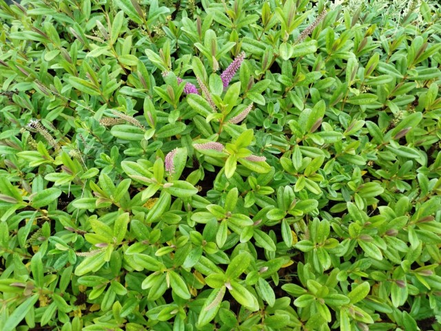 HEBE VERONICA 10 ADET - YEŞİL YAVŞAN OTU (ÇİÇEKLİ PEYZAJ BİTKİSİ)