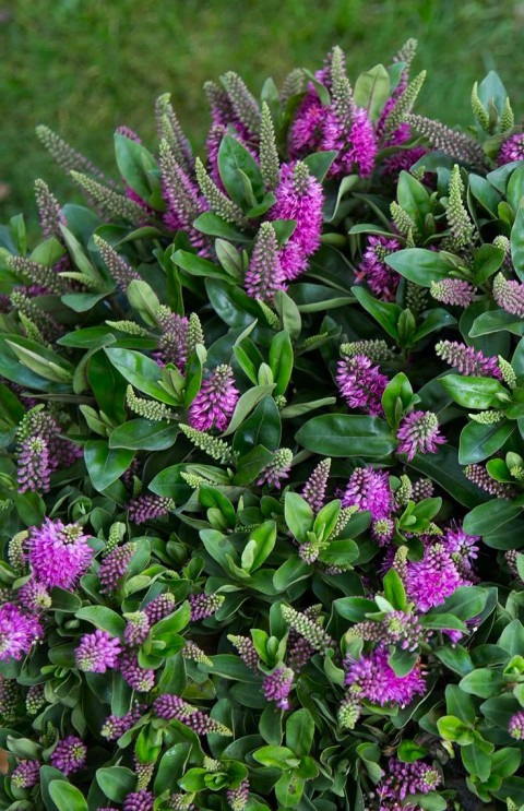 HEBE VERONICA 3 ADET - YEŞİL YAVŞAN OTU (ÇİÇEKLİ PEYZAJ BİTKİSİ)