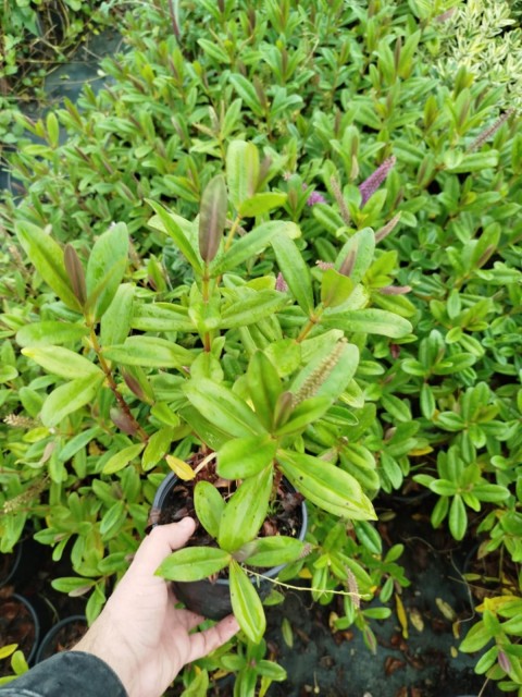 HEBE VERONICA - YEŞİL YAVŞAN OTU (ÇİÇEKLİ PEYZAJ BİTKİSİ)