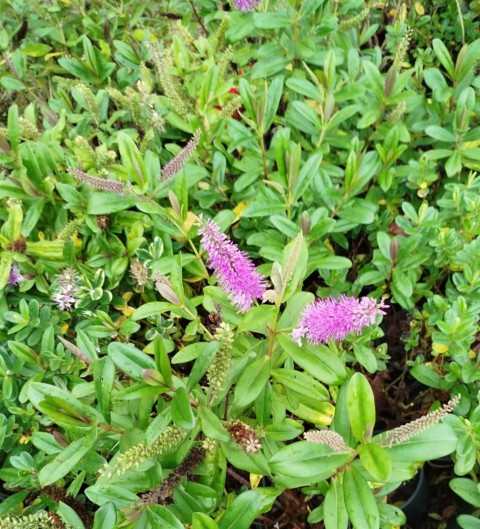 HEBE VERONICA - YEŞİL YAVŞAN OTU (ÇİÇEKLİ PEYZAJ BİTKİSİ)