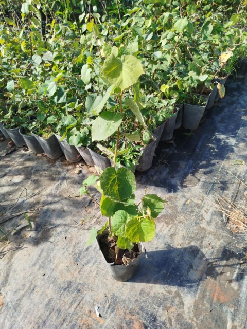 IHLAMUR AĞACI FİDANI 10 ADET 50-100 cm (Tilia Tomentosa) 2-3 YAŞ