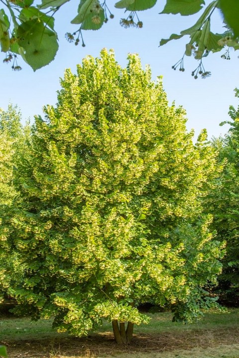 IHLAMUR AĞACI FİDANI 50-100 cm (Tilia Tomentosa) 2-3 YAŞ