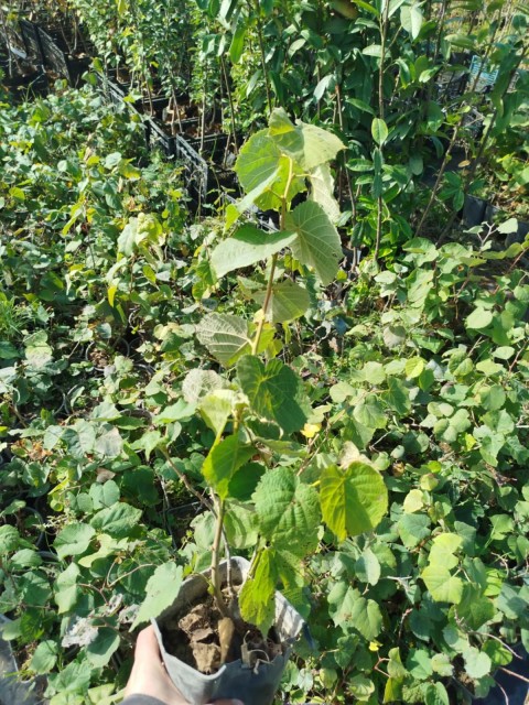 IHLAMUR AĞACI FİDANI 50-100 cm (Tilia Tomentosa) 2-3 YAŞ