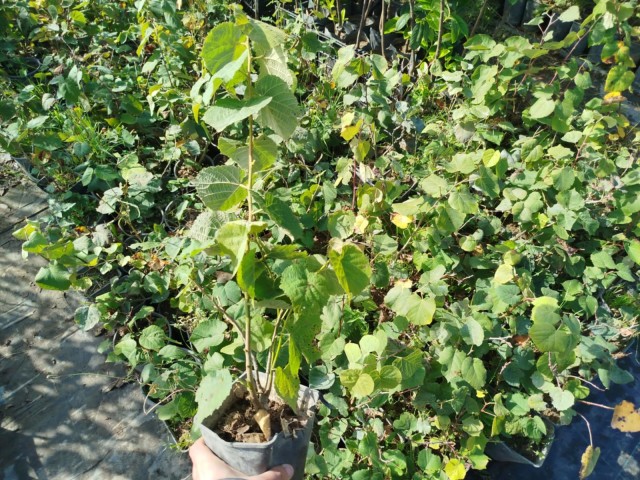 IHLAMUR AĞACI FİDANI 50-100 cm (Tilia Tomentosa) 2-3 YAŞ