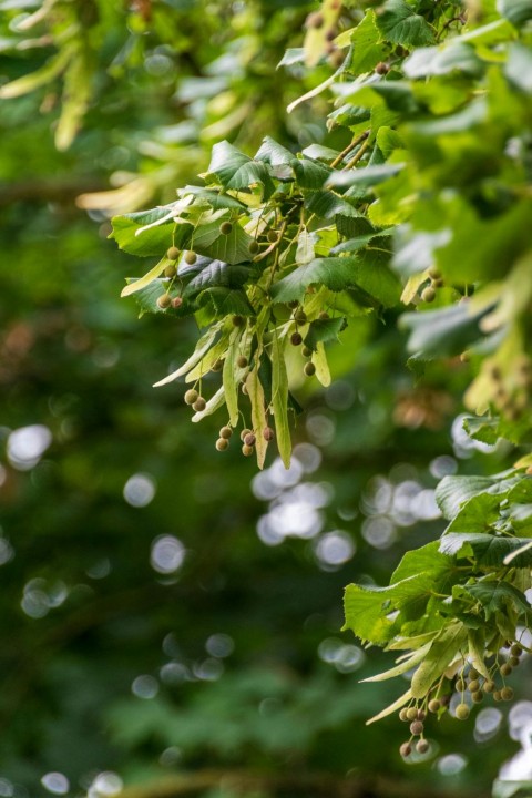 Ihlamur (Tillia Tomentosa) Fidanı