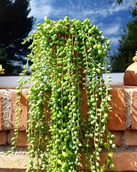 İNCİ TANESİ ÇİÇEĞİ - ASKILI SAKSIDA HEDİYELİK (Senecio Rowleyanus)