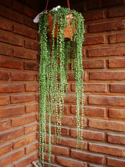 İNCİ TANESİ ÇİÇEĞİ - ASKILI SAKSIDA HEDİYELİK (Senecio Rowleyanus)