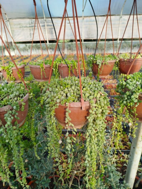 İNCİ TANESİ ÇİÇEĞİ - ASKILI SAKSIDA HEDİYELİK (Senecio Rowleyanus)