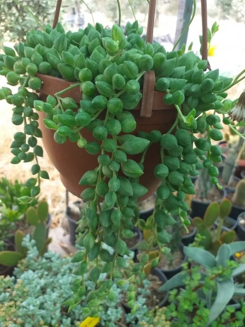 İNCİ TANESİ ÇİÇEĞİ - ASKILI SAKSIDA HEDİYELİK (Senecio Rowleyanus)