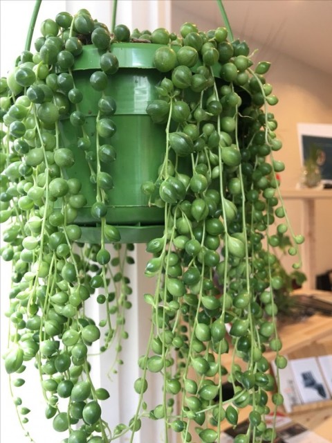 İNCİ TANESİ HEDİYELİK BİTKİ - YEŞİL ASKILI SAKSIDA (Senecio Rowleyanus)