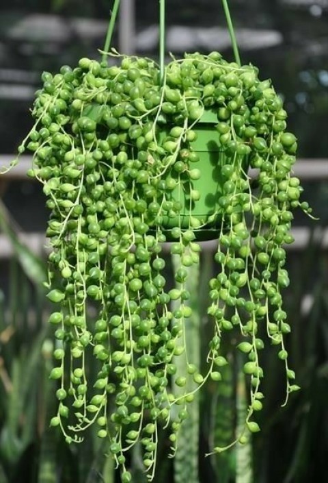 İNCİ TANESİ HEDİYELİK BİTKİ - YEŞİL ASKILI SAKSIDA (Senecio Rowleyanus)