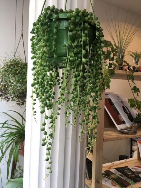 İNCİ TANESİ HEDİYELİK BİTKİ - YEŞİL ASKILI SAKSIDA (Senecio Rowleyanus)