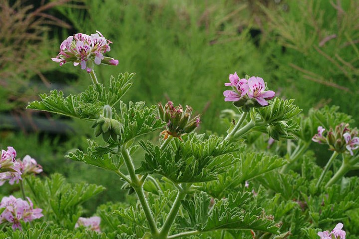 ITIR ÇİÇEĞİ 3 ADET - PELARGONİUM GRAVEOLENS