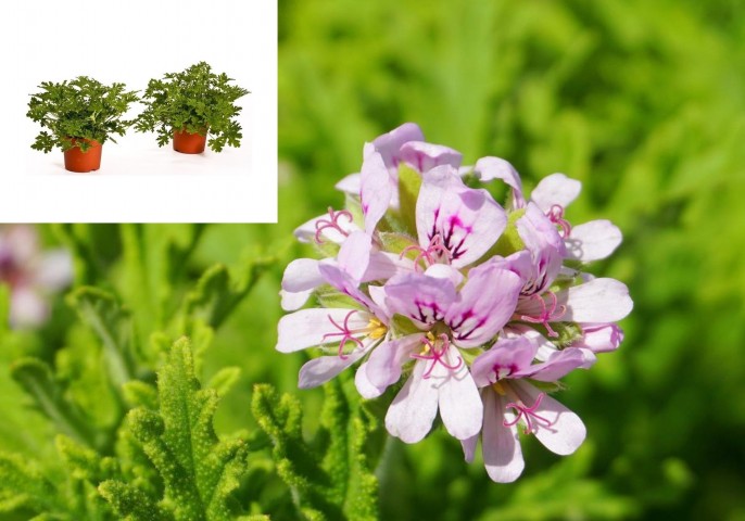 ITIR ÇİÇEĞİ 5 ADET - PELARGONİUM GRAVEOLENS