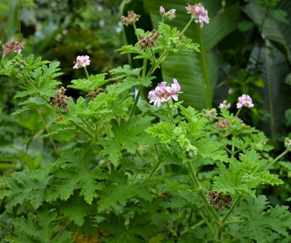 ITIR ÇİÇEĞİ 5 ADET - PELARGONİUM GRAVEOLENS