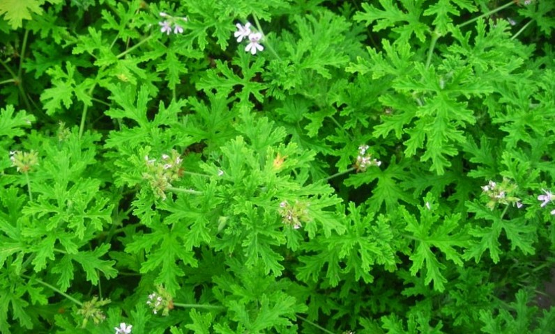 ITIR ÇİÇEĞİ 5 ADET - PELARGONİUM GRAVEOLENS