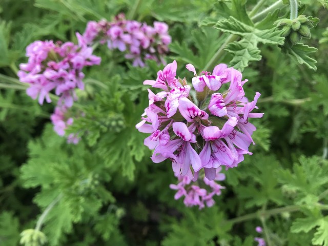 ITIR ÇİÇEĞİ 5 ADET - PELARGONİUM GRAVEOLENS