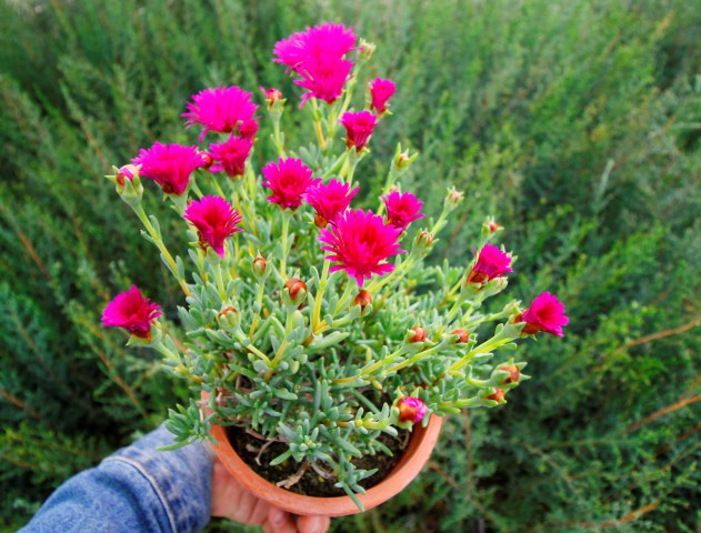 İZMİR GÜZELİ 3 ADET - PEMBE ÇİÇEKLİ ve ÇOK YILLIK BİTKİ (Saksıda)