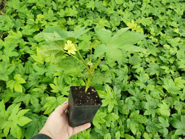 JAPON ÇINARI ARALYA FİDANI - Aralia Japonica Fatsia