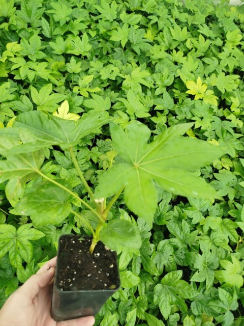JAPON ÇINARI ARALYA FİDANI - Aralia Japonica Fatsia