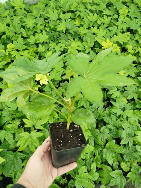 JAPON ÇINARI ARALYA FİDANI - Aralia Japonica Fatsia