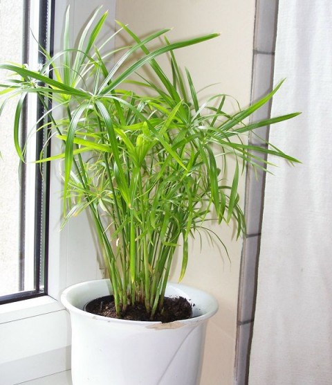 Japon Şemsiyesi – Cyperus Alternifolius