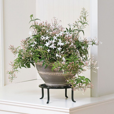Jasminum polyanthum – Çin Yasemini