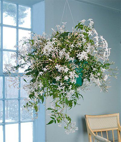 Jasminum polyanthum – Çin Yasemini