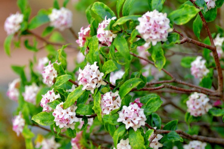 KAFKAS GÜLÜ FİDANI KOKULU - DAPHNE ODORA 'AUREOMARGINATA'