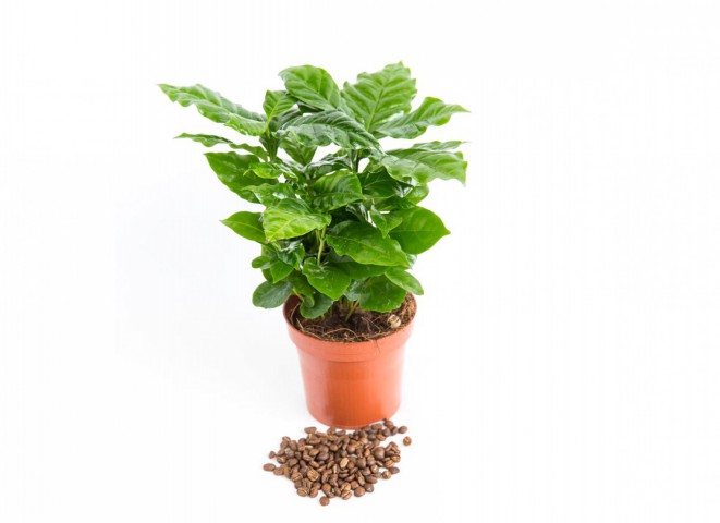 Kahve Bitkisi (Coffea Arabica) 20  cm