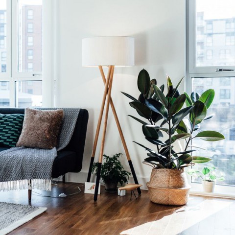Kauçuk – Ficus Elastica 40- 60 cm