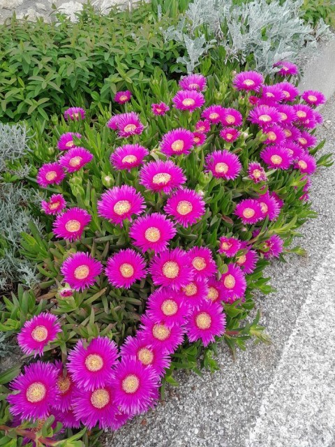 KAZ AYAĞI 15 ADET - YER ÖRTÜCÜ ve YAYILICI BİTKİ