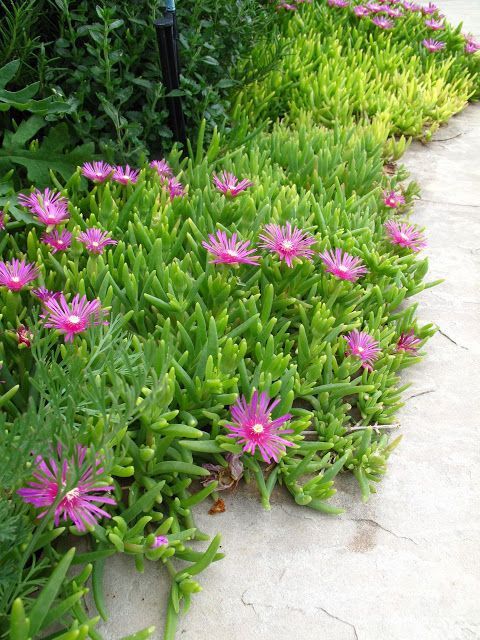 KAZ AYAĞI 5 ADET - YER ÖRTÜCÜ ve YAYILICI BİTKİ