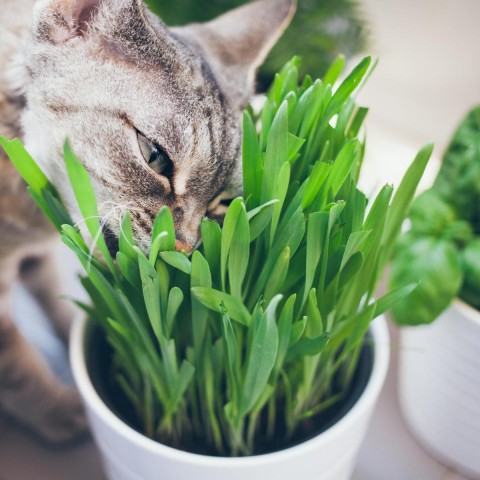 Kedi Çimi 12 cm'lik Saksıda 3 Adet