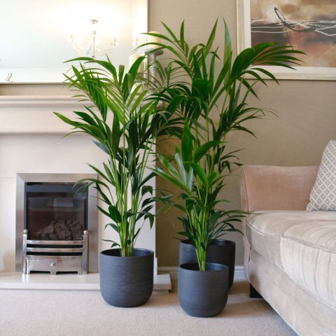 Kentya palmiyesi –  Kentia Palm 100-120 cm