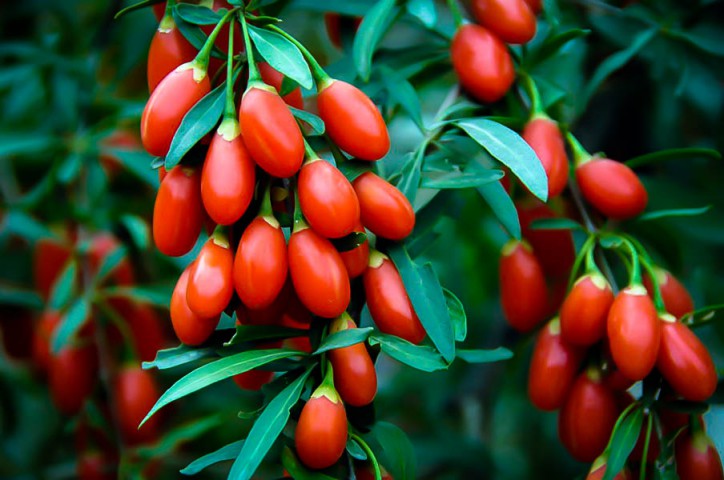 Kırmızı Goji Berry Fidanı 2-3 Yaş