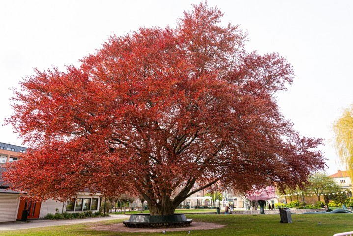 KIRMIZI KAYIN FİDANI 3 ADET - Fagus Sylvatica Atropurpurea