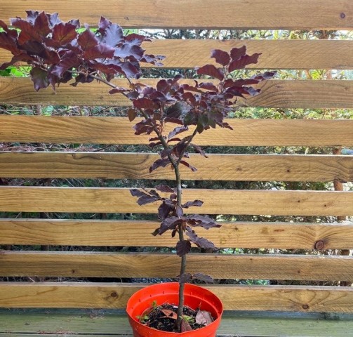 KIRMIZI KAYIN FİDANI 3 ADET - Fagus Sylvatica Atropurpurea