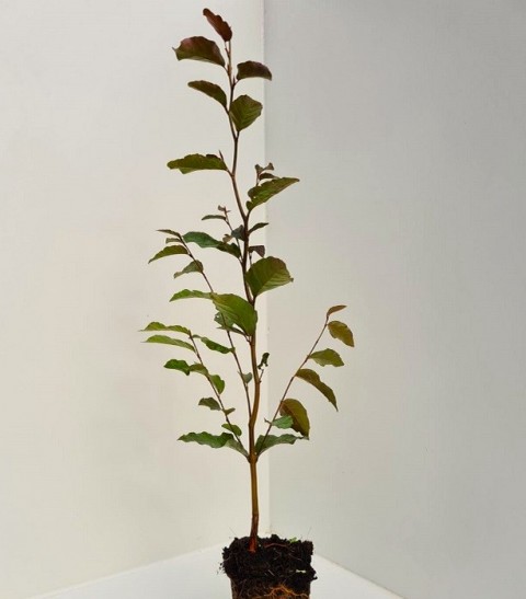KIRMIZI KAYIN FİDANI 3 ADET - Fagus Sylvatica Atropurpurea