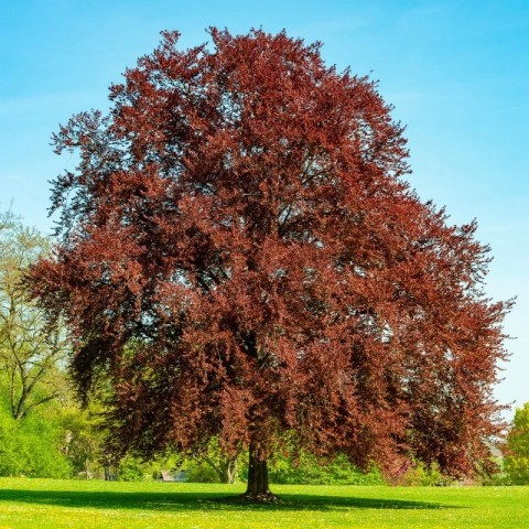 KIRMIZI KAYIN FİDANI 5 ADET - Fagus Sylvatica Atropurpurea