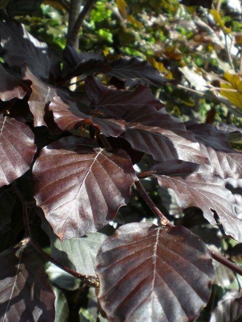 KIRMIZI KAYIN FİDANI 5 ADET - Fagus Sylvatica Atropurpurea