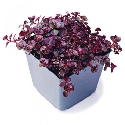 KIRMIZI SEDUM 5 ADET - YER ÖRTÜCÜ ÇOK YILLIK BİTKİ