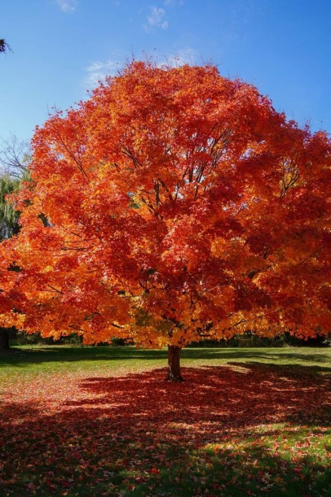 KIRMIZI ŞEKER AKÇAAĞACI FİDANI - Acer Saccharum